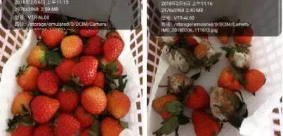 物理保鲜新材料,水果保鲜60天,损耗极低!