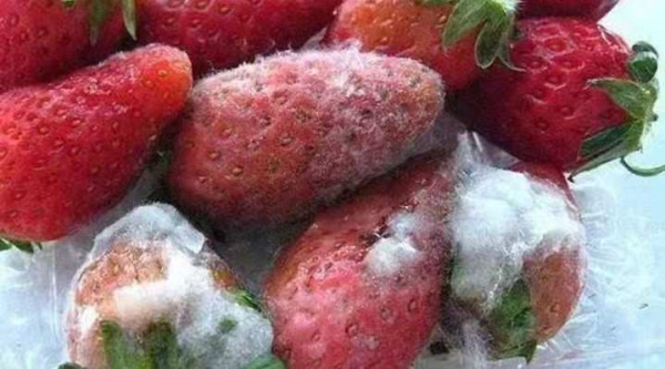 已经发霉的水果和没有熟的水果放一起,为什么能够起到催熟的作用?