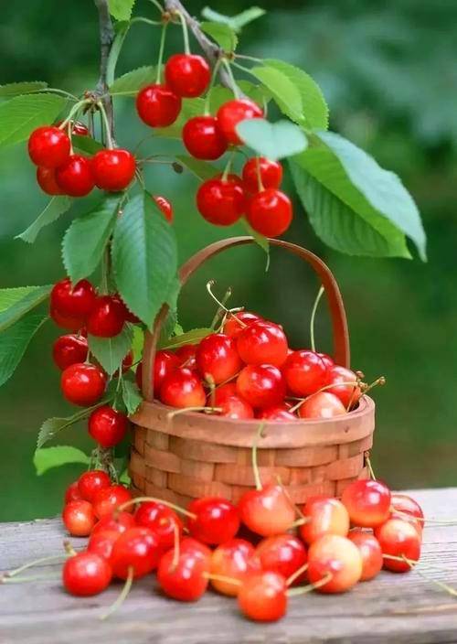 吃不完的水果怎么保鲜,能保鲜多长时间,手把手教你水果保存方法